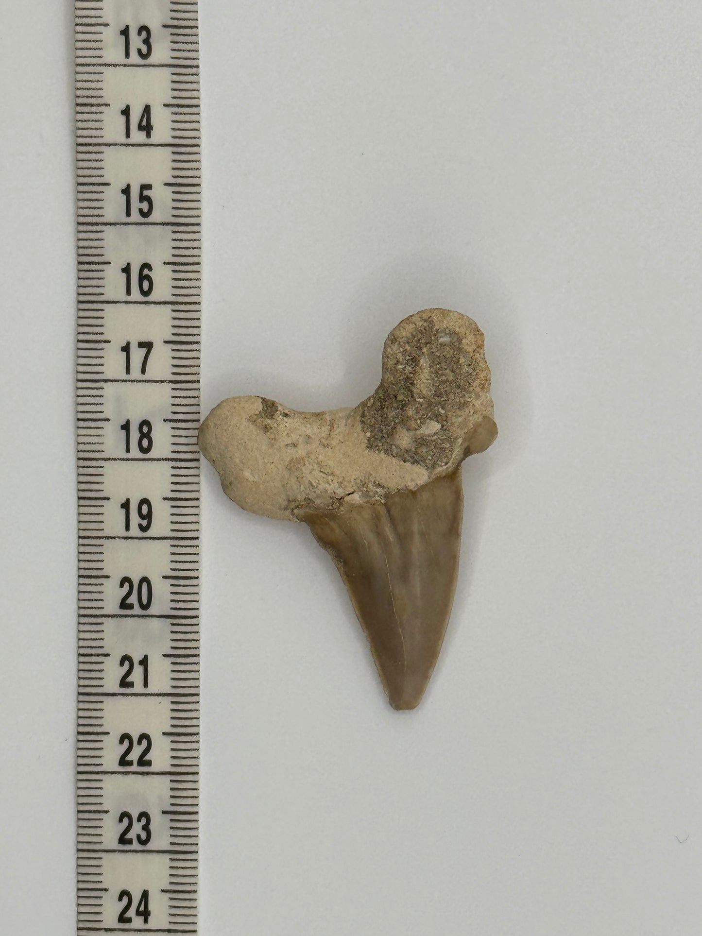 Fossil shark tooth #1
