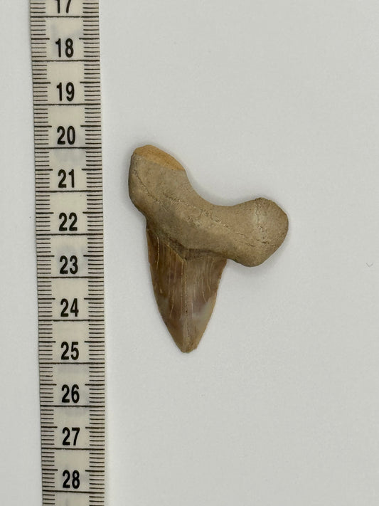 Fossil shark tooth #2