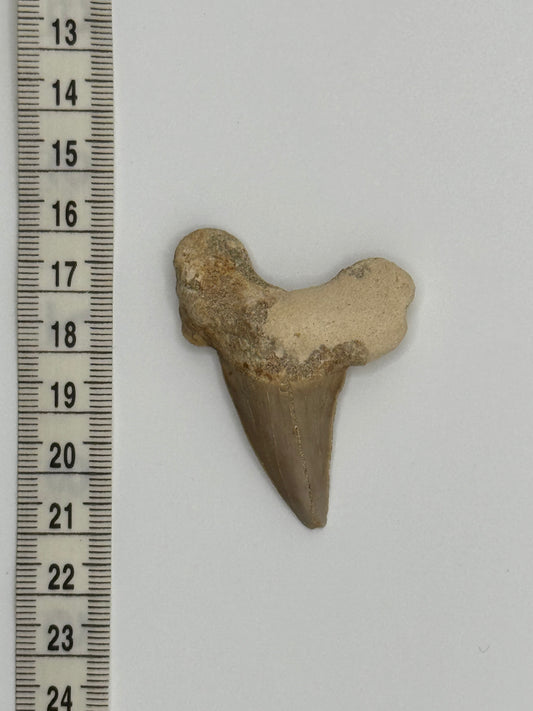 Fossil shark tooth #1