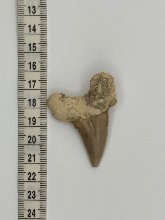 Fossil shark tooth #1