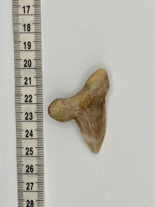 Fossil shark tooth #2